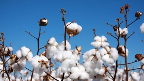 精心培育生機(jī)天然好棉,c a帶來(lái)環(huán)保時(shí)尚新主張