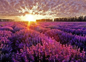 新疆伊犁 自然美景引矚目，環保挑戰需共擔